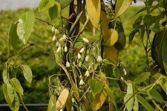 野木瓜 Stauntonia chinensis