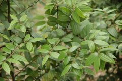 毛桂Cinnamomum appelianum