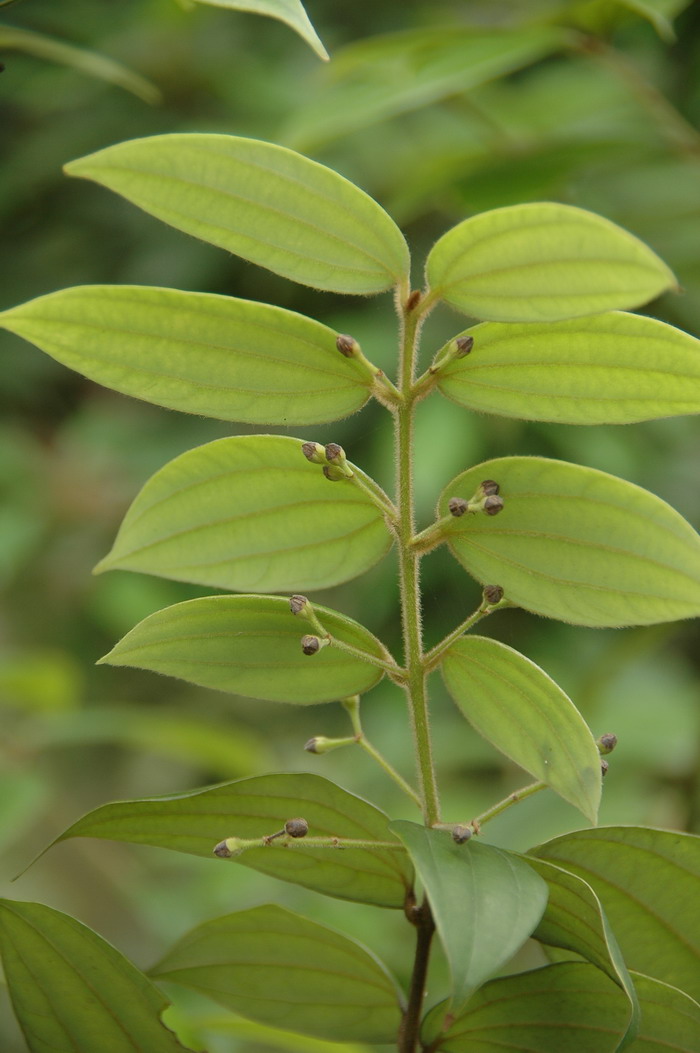 毛桂Cinnamomum appelianum