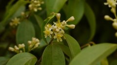 阴香Cinnamomum burmannii