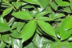 兰屿肉桂Cinnamomum kotoense