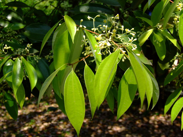 少花桂Cinnamomum pauciflorum