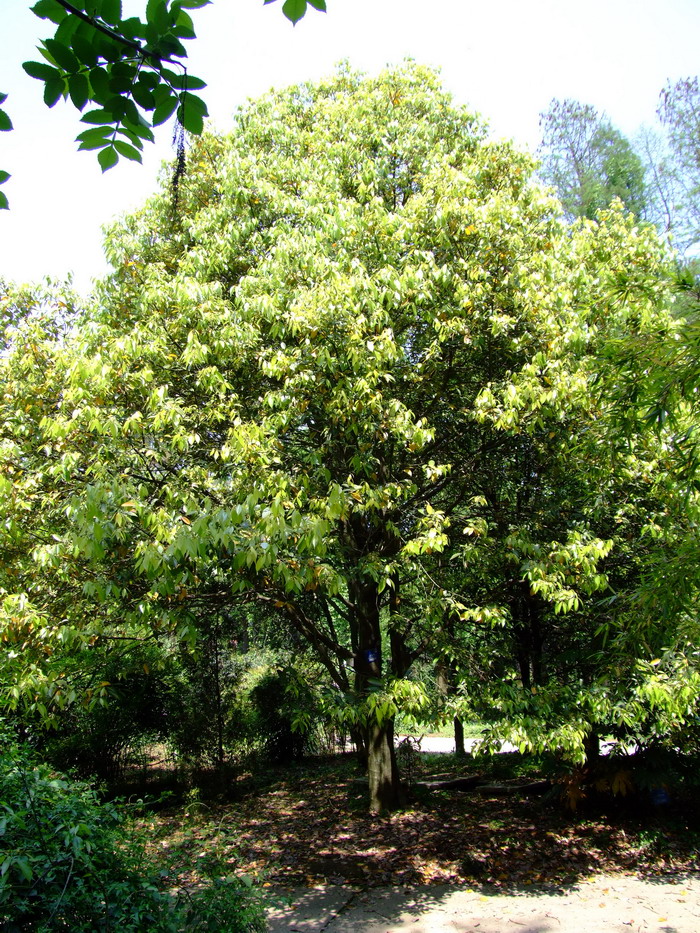 少花桂Cinnamomum pauciflorum