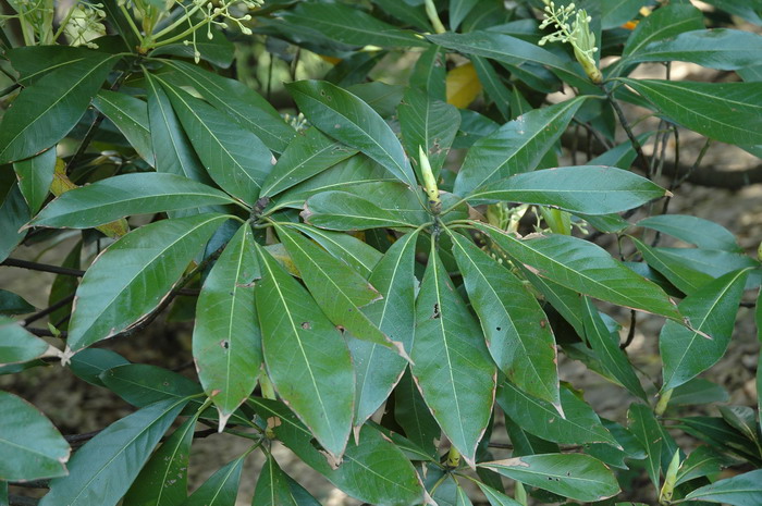 华东楠Machilus leptophylla