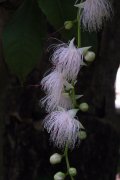 玉蕊Barringtonia racemosa