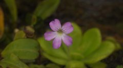 ƻPinguicula agnata x potosiensis