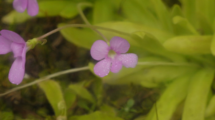 阿芙萝狄蒂捕虫堇Pinguicula Aphrodite