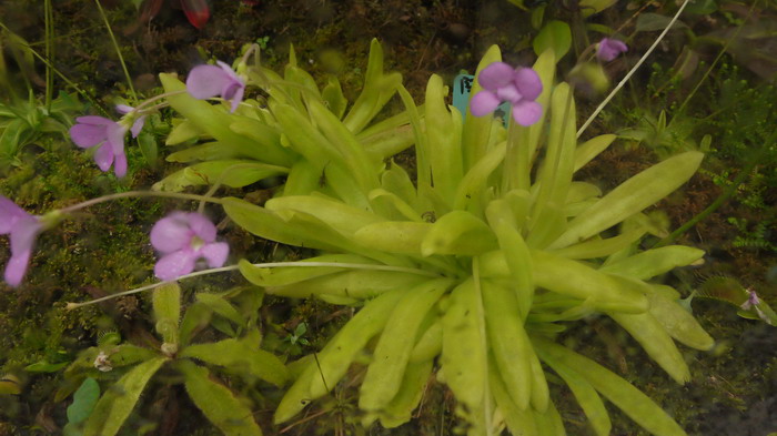 阿芙萝狄蒂捕虫堇Pinguicula Aphrodite