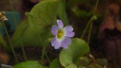 ӣҶPinguicula primuliflora