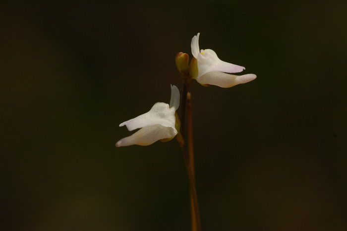 长梗耳挖草Utricularia limosa