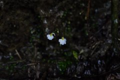 圆叶挖耳草Utricularia striatula