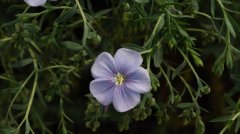 ޸Linum perenne