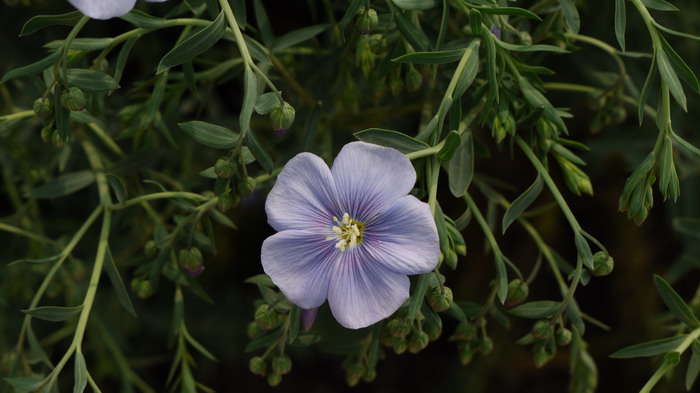 宿根亚麻Linum perenne