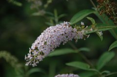 巴东醉鱼草Buddleja albiflora