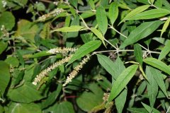 白背枫Buddleja asiatica