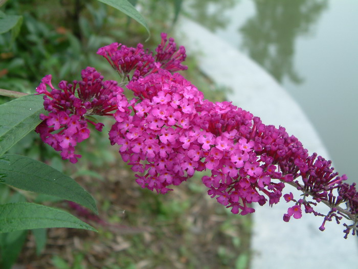 大叶醉鱼草Buddleja davidii