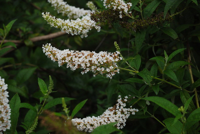 大叶醉鱼草Buddleja davidii