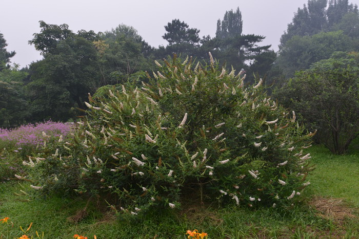 大叶醉鱼草Buddleja davidii