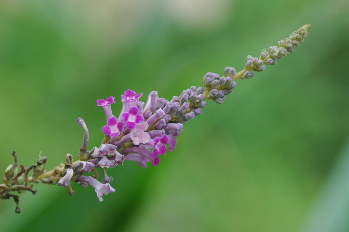 醉鱼草Buddleja lindleyana