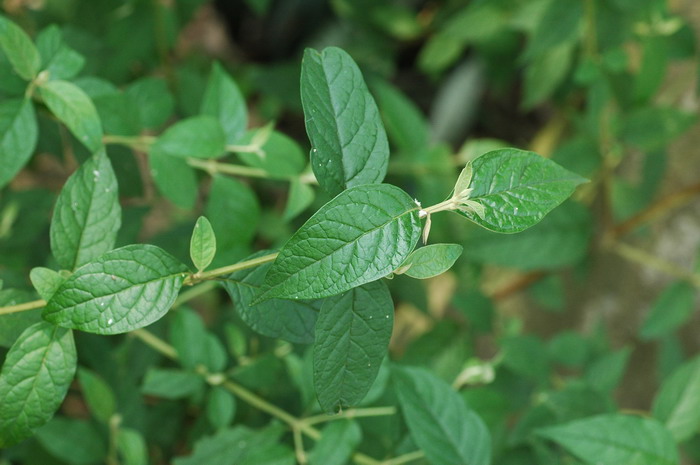 醉鱼草Buddleja lindleyana