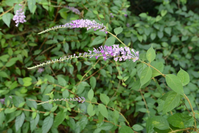 醉鱼草Buddleja lindleyana