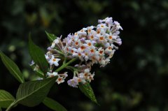 密蒙花Buddleja officinalis