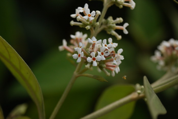 密蒙花Buddleja officinalis