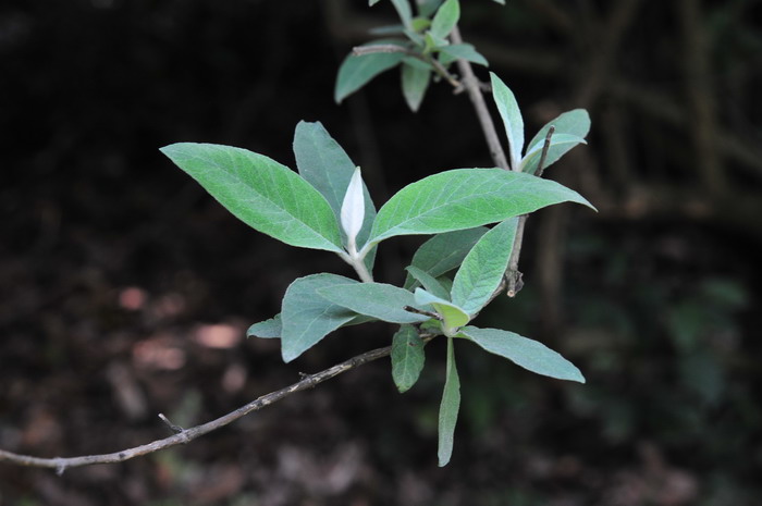 密蒙花Buddleja officinalis