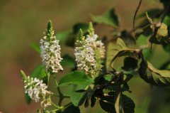 圆锥醉鱼草Buddleja paniculata