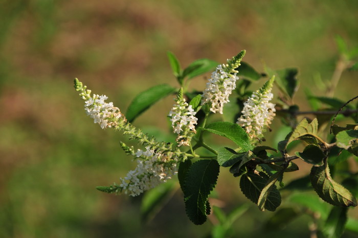 圆锥醉鱼草Buddleja paniculata