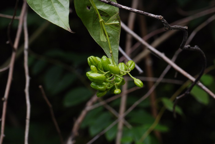 钩吻Gelsemium elegans