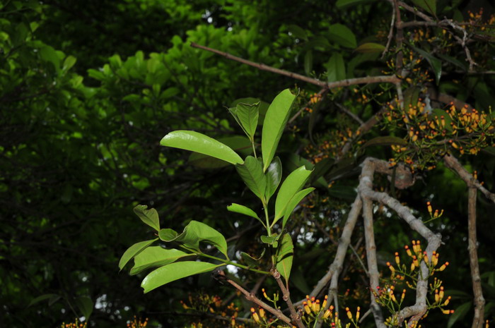 鞘花Macrosolen cochinchinensis