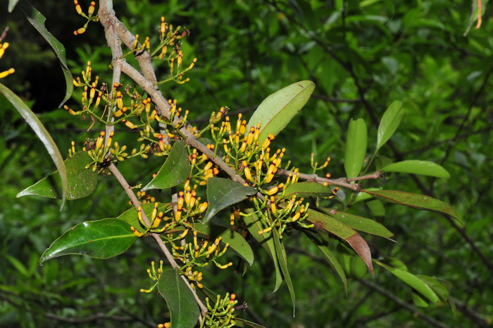 鞘花Macrosolen cochinchinensis