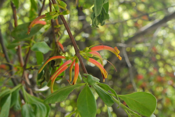 柳叶钝果寄生Taxillus delavayi