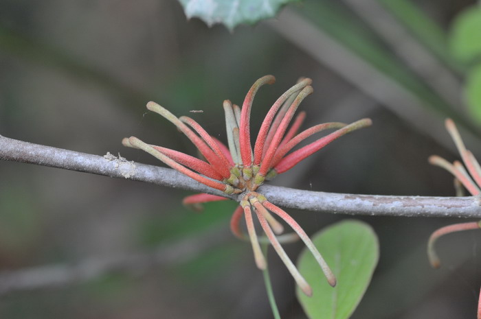 柳叶钝果寄生Taxillus delavayi