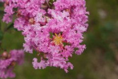 紫薇Lagerstroemia indica