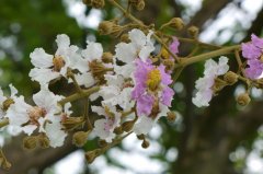 多花紫薇Lagerstroemia siamica