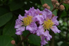 大花紫薇Lagerstroemia speciosa