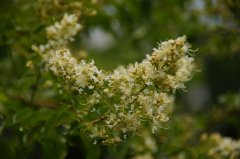 九芎Lagerstroemia subcostata