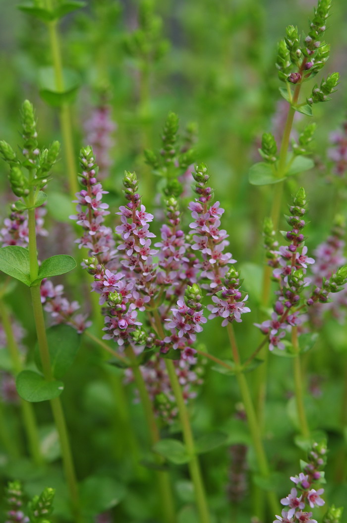 圆叶节节菜Rotala rotundifolia