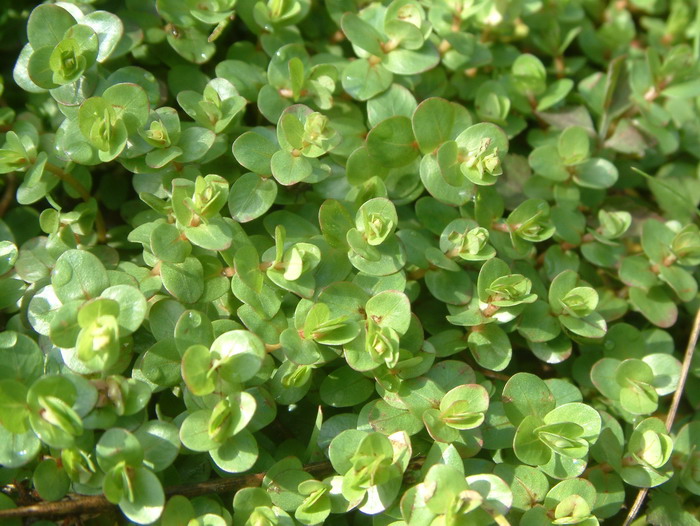 圆叶节节菜Rotala rotundifolia