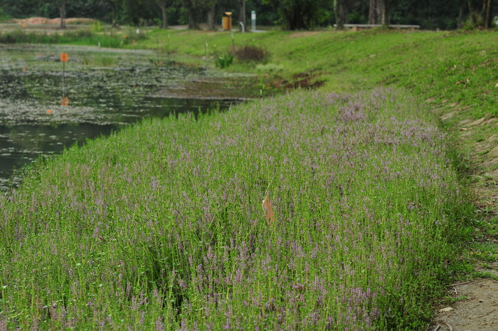 圆叶节节菜Rotala rotundifolia