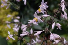 ҰٺArthropodium cirrhatum