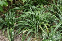 Ҷ֩뱧 Aspidistra 'Singapore Sling'