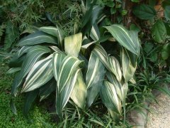 ֩뱧Aspidistra elatior 'Variegata'