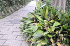  ̨֩뱧Aspidistra elatior var. attenuata