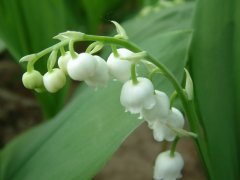 Convallaria majalis