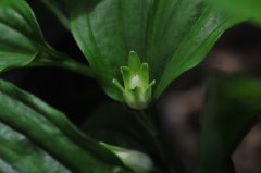 竹根七Disporopsis fuscopicta