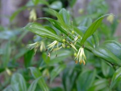 Disporum longistylum