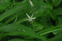 Diuranthera major